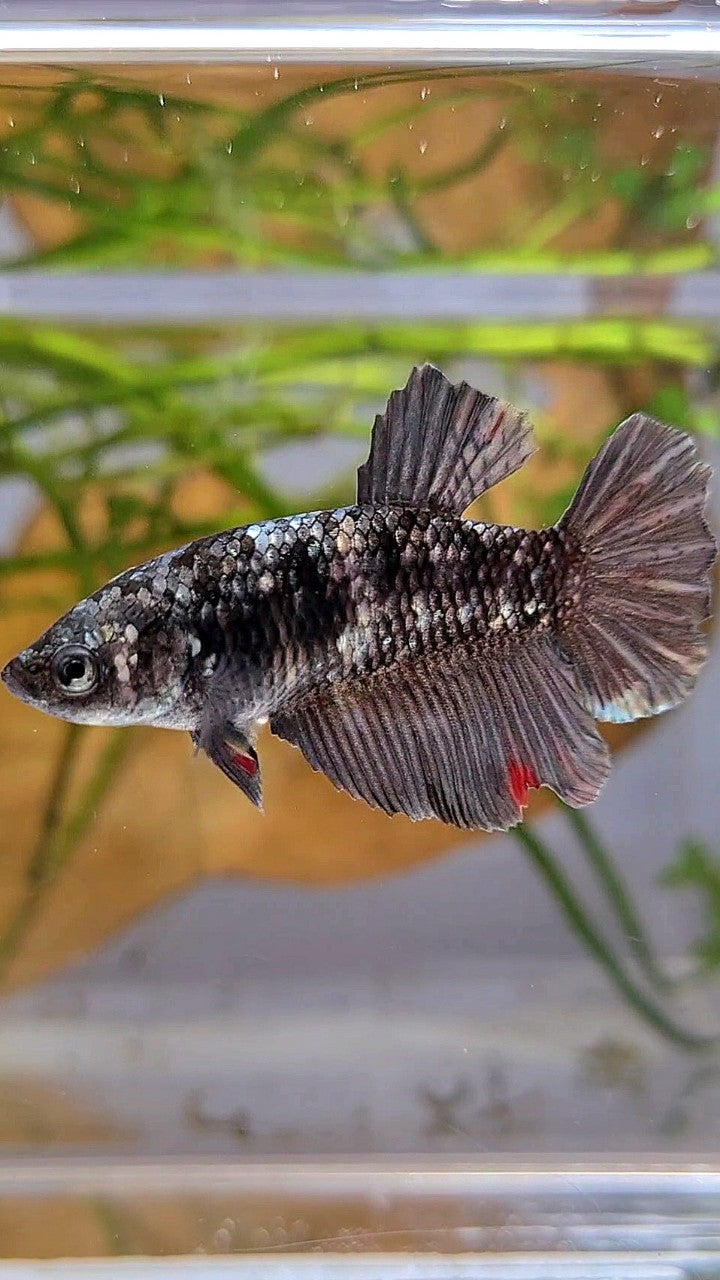 FEMALE HALFMOON BLACK GALAXY AVATAR COPPER BETTA FISH