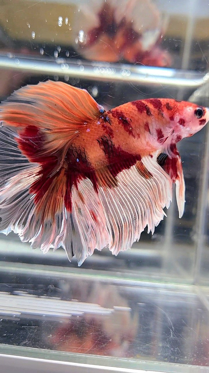 XL HALFMOON DUMBO EAR (ONE SIDE) NEMO KOI CLASSIC MULTICOLOR BETTA FISH