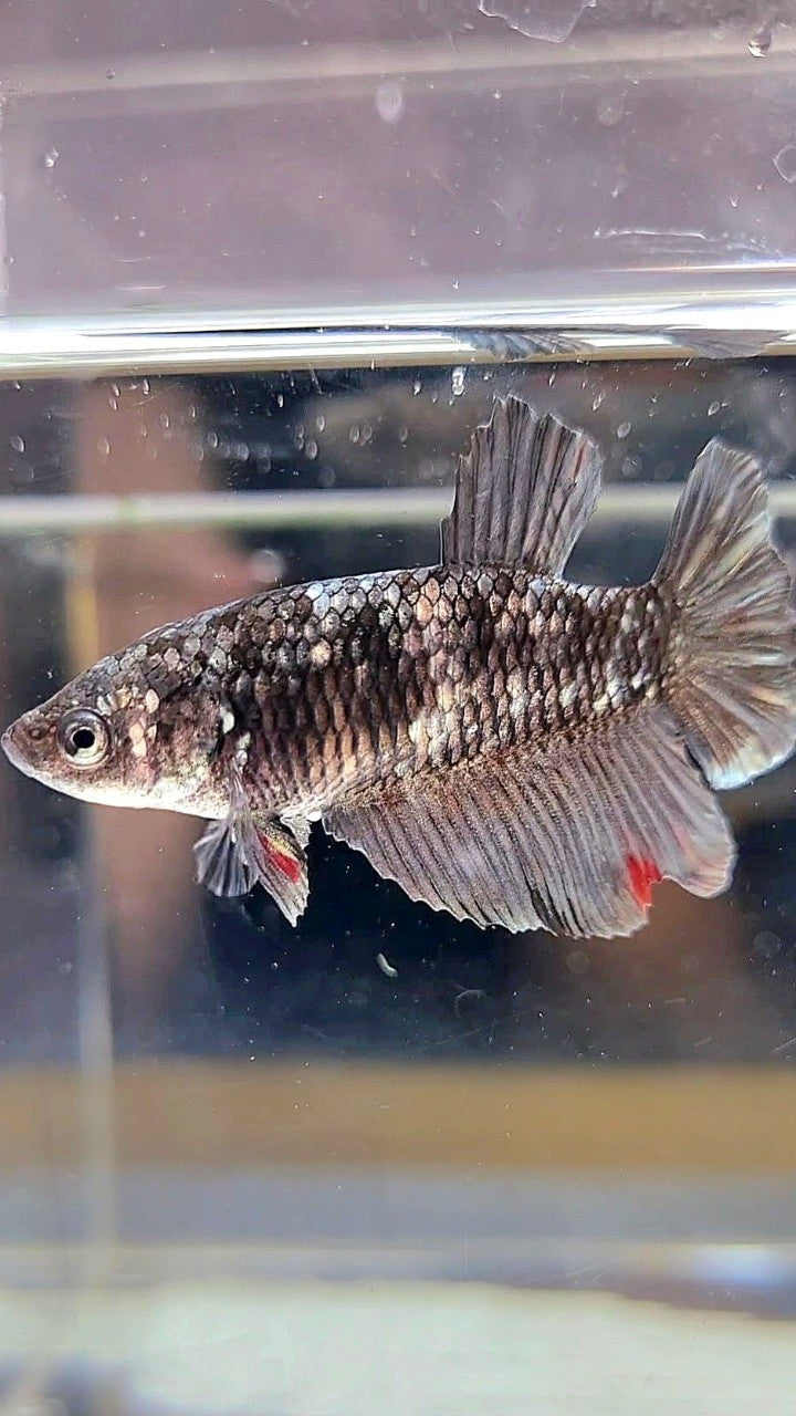 FEMALE HALFMOON BLACK GALAXY AVATAR COPPER BETTA FISH