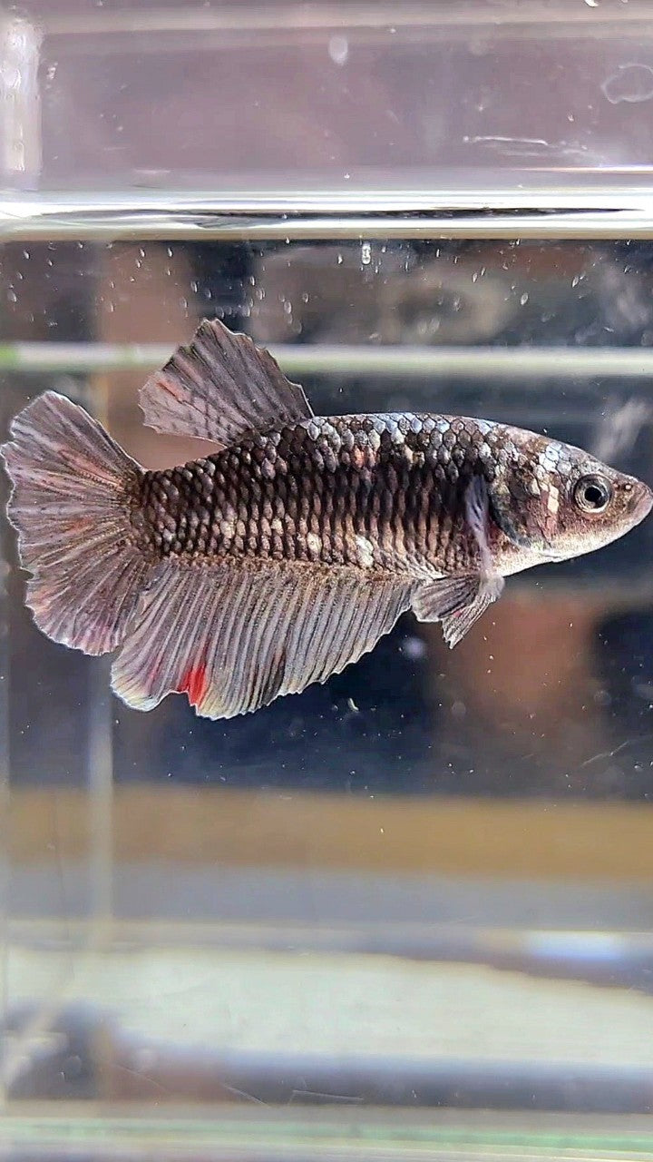 FEMALE HALFMOON BLACK GALAXY AVATAR COPPER BETTA FISH