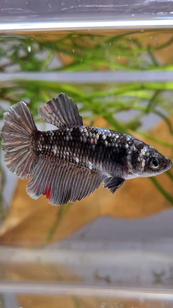 FEMALE HALFMOON BLACK GALAXY AVATAR COPPER BETTA FISH