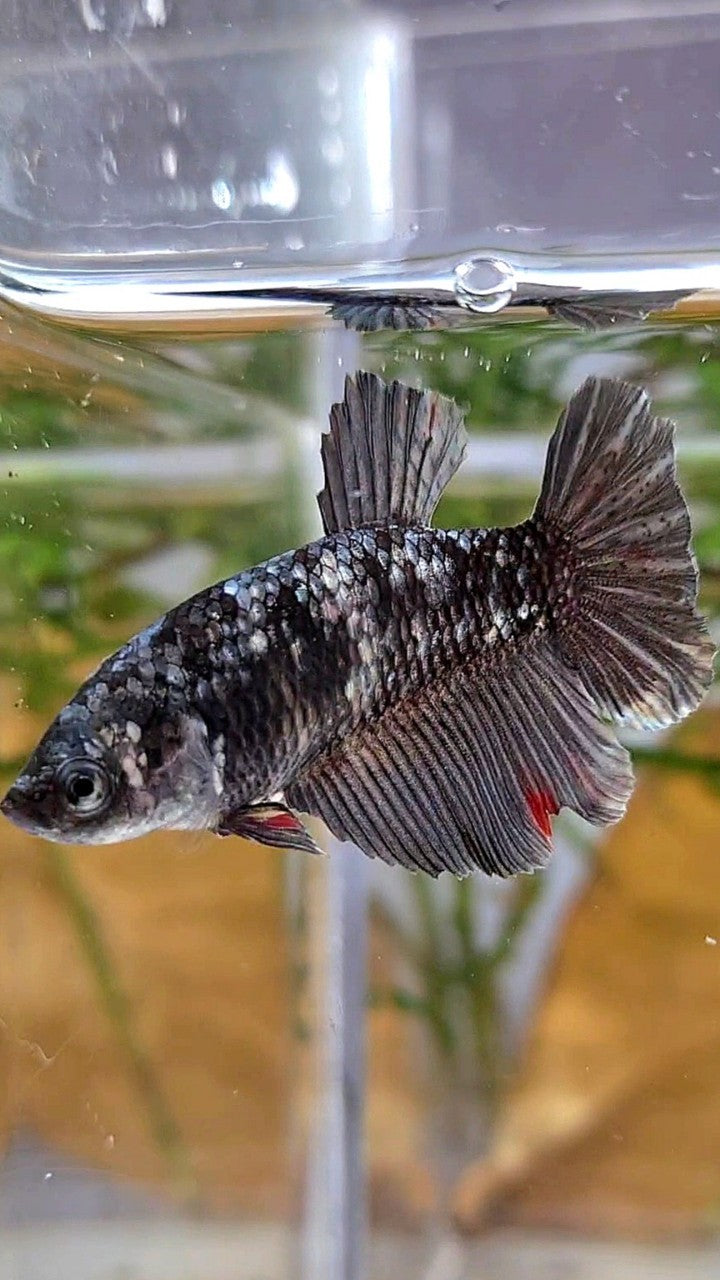 FEMALE HALFMOON BLACK GALAXY AVATAR COPPER BETTA FISH