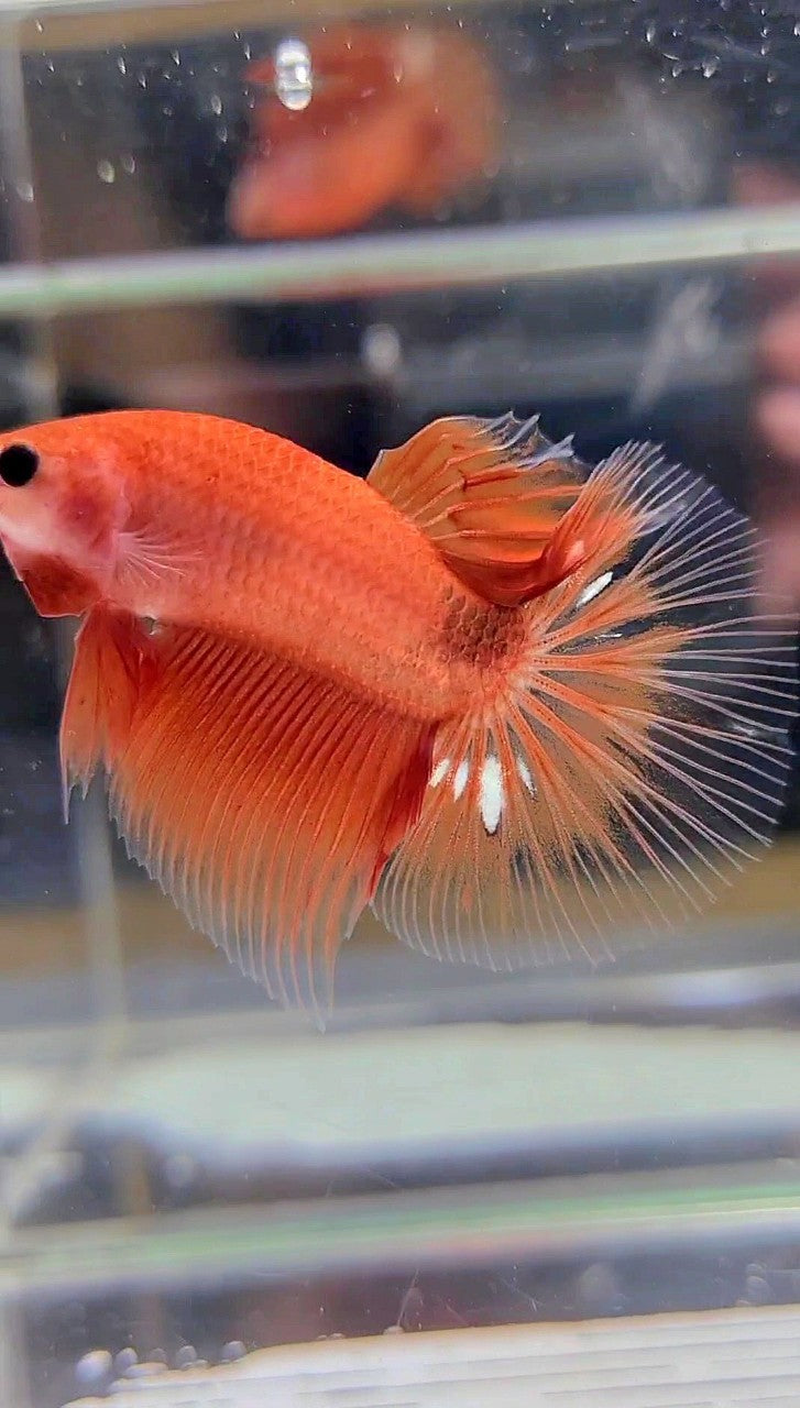 HALFMOON ORANGE FANCY CLEAN BODY BETTA FISH