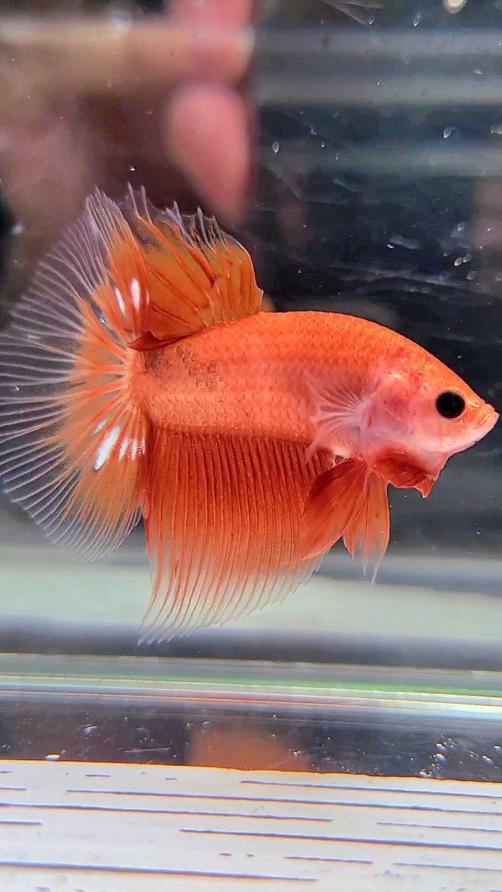 HALFMOON ORANGE FANCY CLEAN BODY BETTA FISH