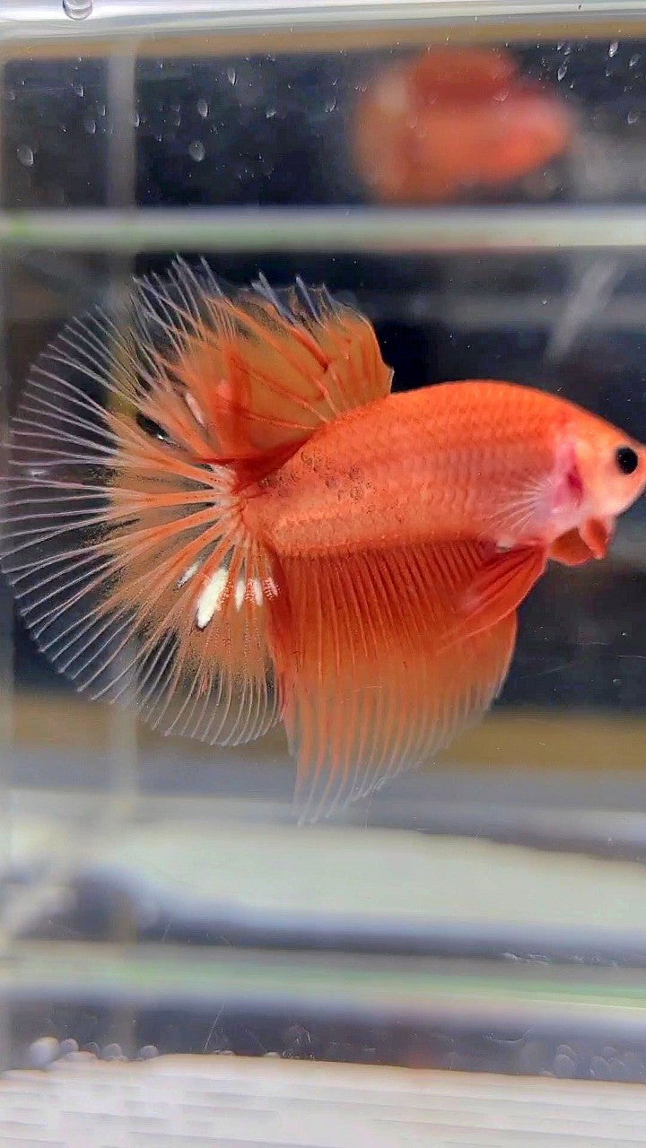 HALFMOON ORANGE FANCY CLEAN BODY BETTA FISH