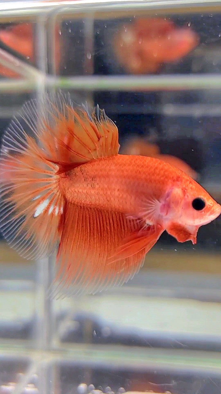 HALFMOON ORANGE FANCY CLEAN BODY BETTA FISH