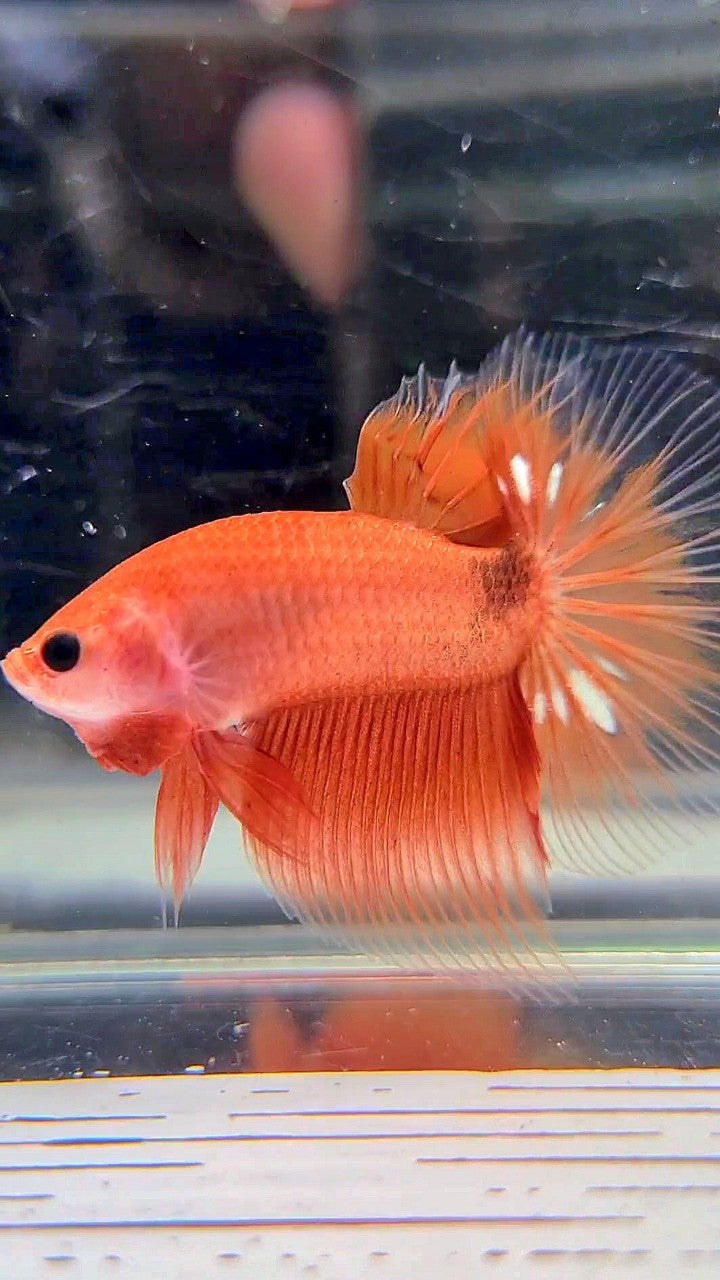 HALFMOON ORANGE FANCY CLEAN BODY BETTA FISH