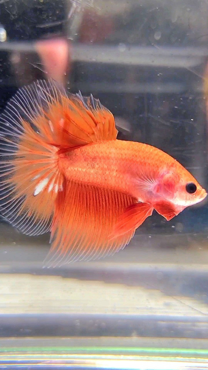 HALFMOON ORANGE FANCY CLEAN BODY BETTA FISH