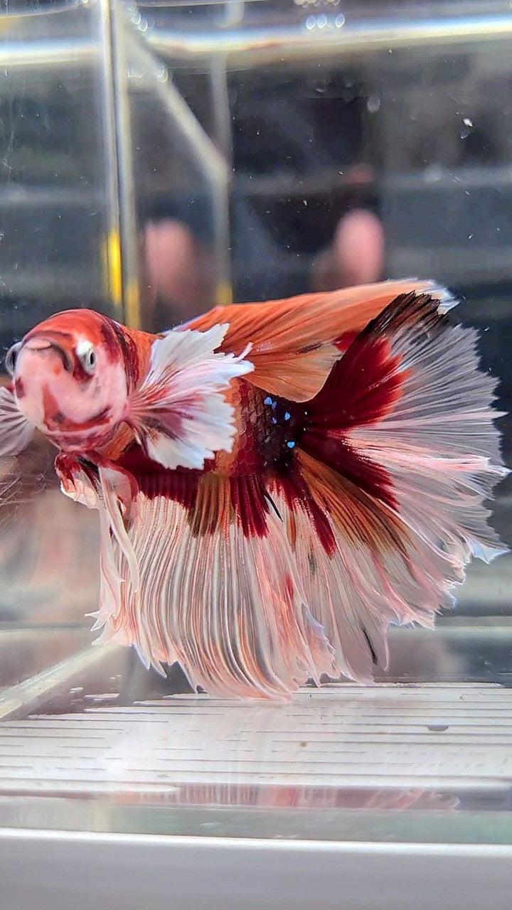 XL HALFMOON DUMBO EAR (ONE SIDE) NEMO KOI CLASSIC MULTICOLOR BETTA FISH