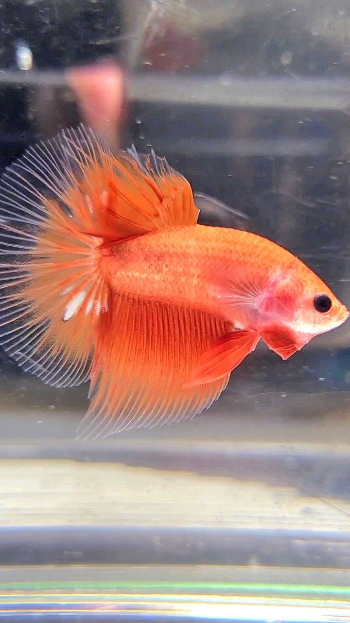 HALFMOON ORANGE FANCY CLEAN BODY BETTA FISH