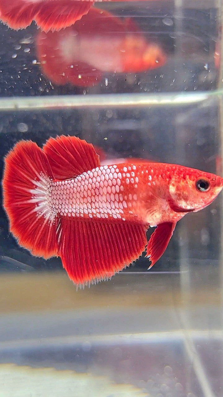 FEMALE HALFMOON RED FCCP FANCY BETTA FISH