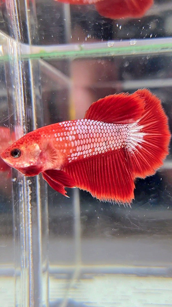 FEMALE HALFMOON RED FCCP FANCY BETTA FISH