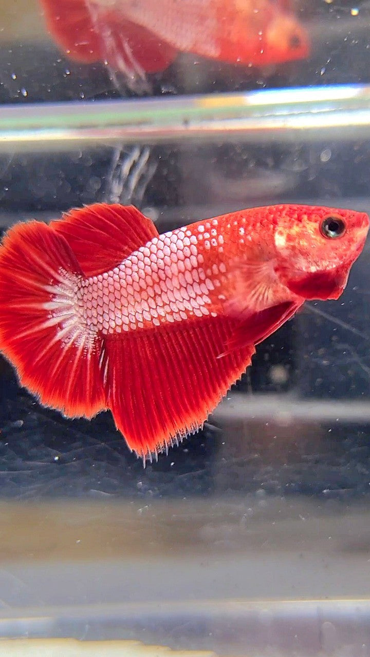 FEMALE HALFMOON RED FCCP FANCY BETTA FISH