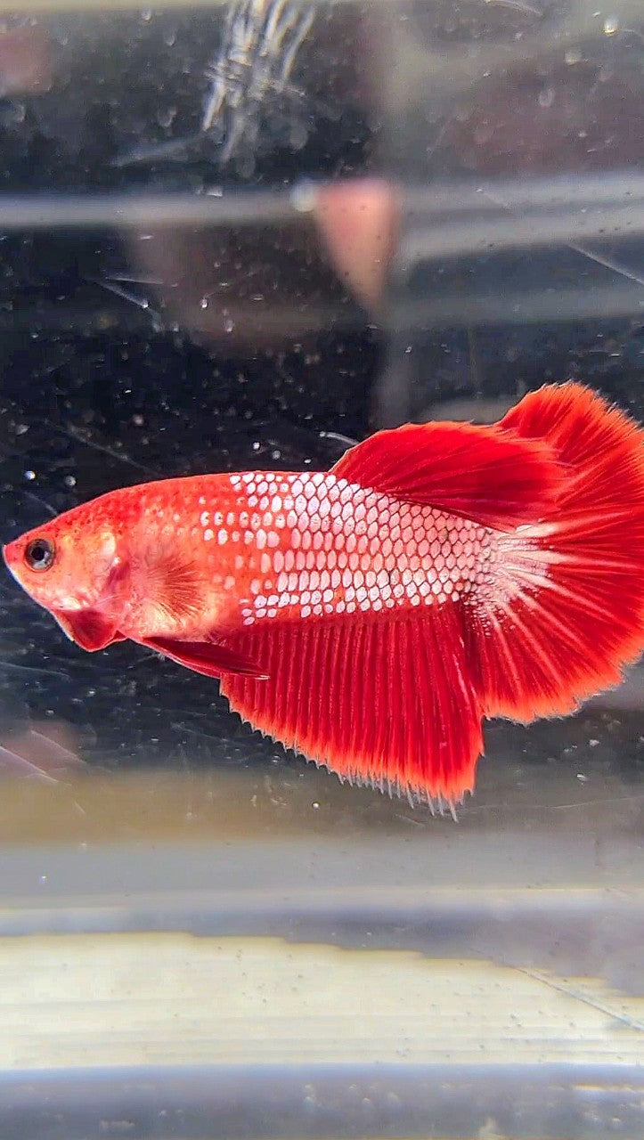 FEMALE HALFMOON RED FCCP FANCY BETTA FISH