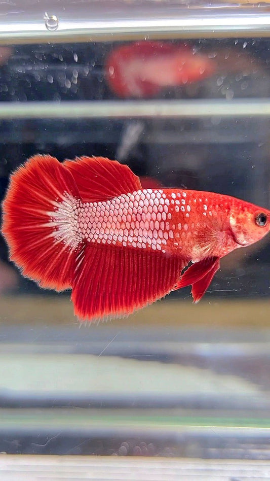 FEMALE HALFMOON RED FCCP FANCY BETTA FISH