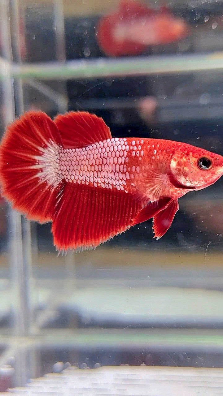 FEMALE HALFMOON RED FCCP FANCY BETTA FISH