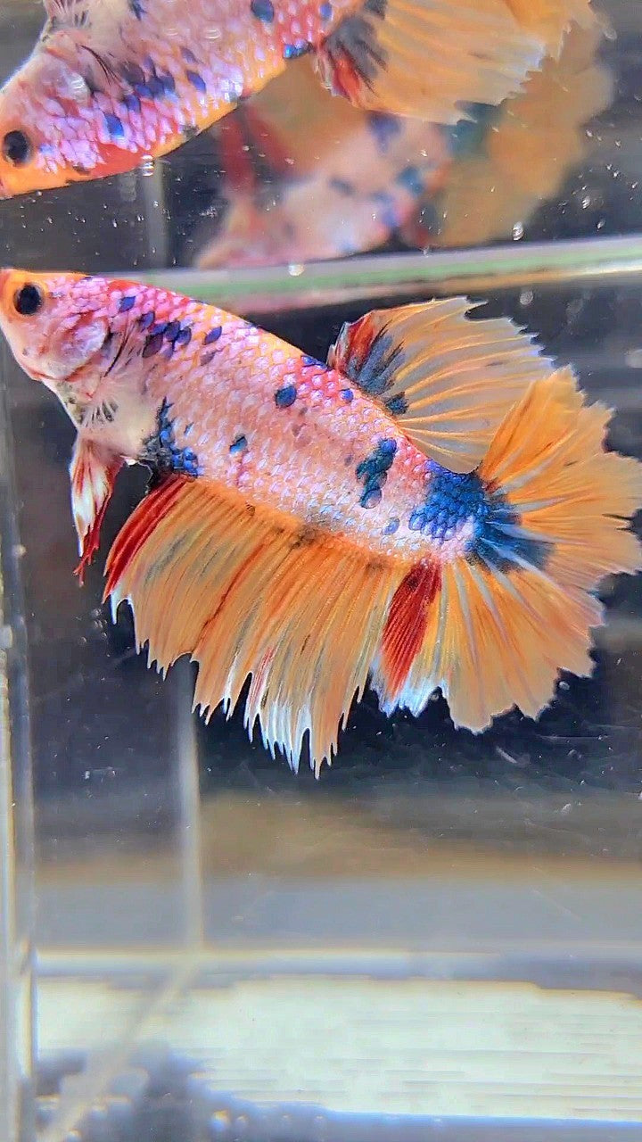 XL FEMALE HALFMOON ROSETAIL YELLOW FANCY MULTICOLOR BETTA FISH