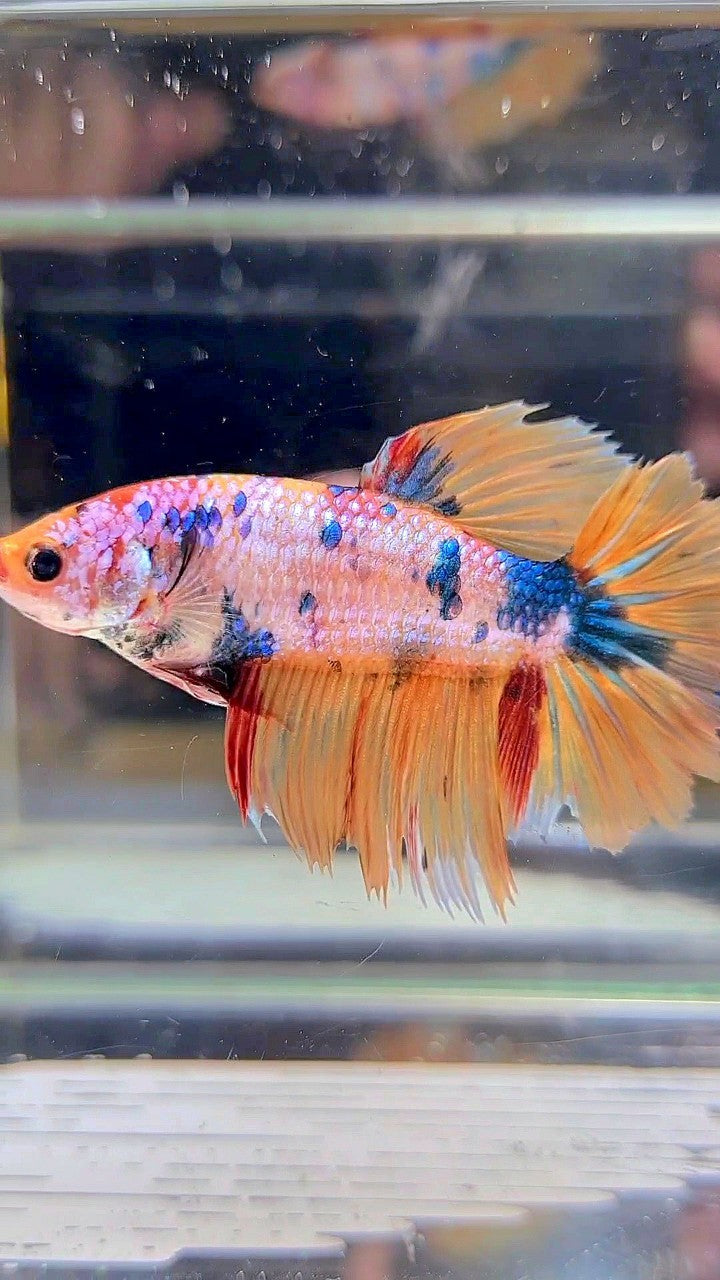 XL FEMALE HALFMOON ROSETAIL YELLOW FANCY MULTICOLOR BETTA FISH