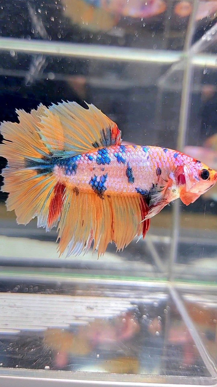 XL FEMALE HALFMOON ROSETAIL YELLOW FANCY MULTICOLOR BETTA FISH