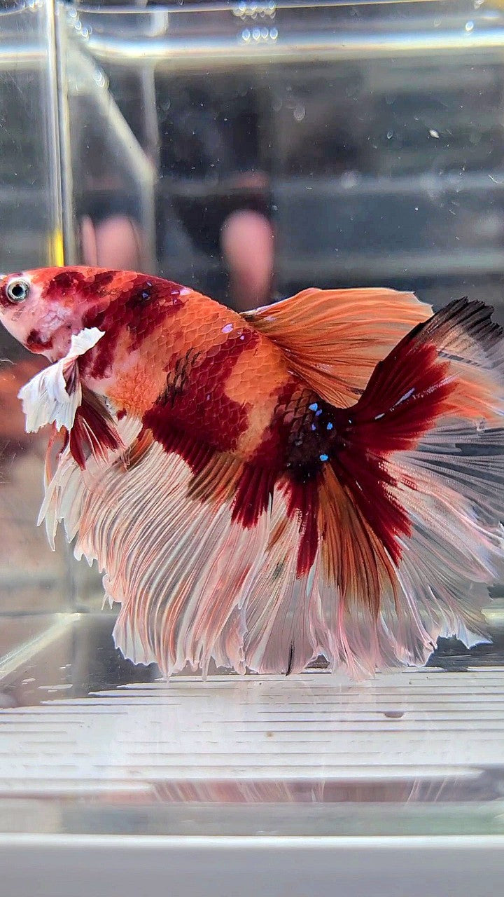 XL HALFMOON DUMBO EAR (ONE SIDE) NEMO KOI CLASSIC MULTICOLOR BETTA FISH