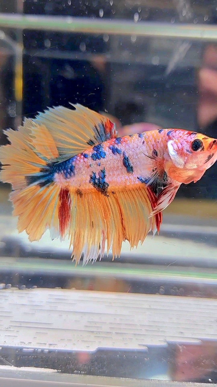 XL FEMALE HALFMOON ROSETAIL YELLOW FANCY MULTICOLOR BETTA FISH