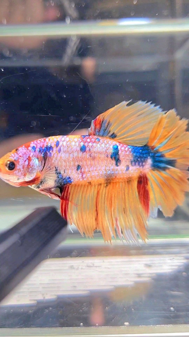 XL FEMALE HALFMOON ROSETAIL YELLOW FANCY MULTICOLOR BETTA FISH