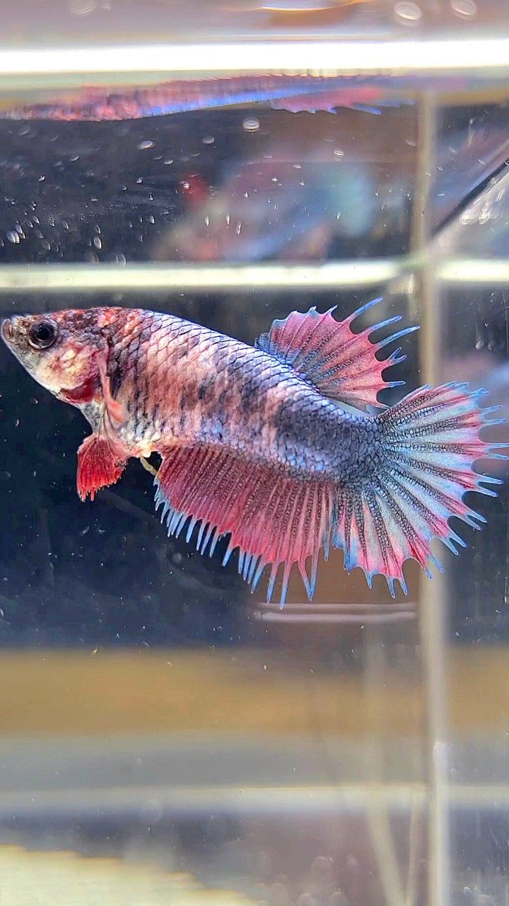 FEMALE CROWNTAIL DARK PURPLE FANCY BETTA FISH