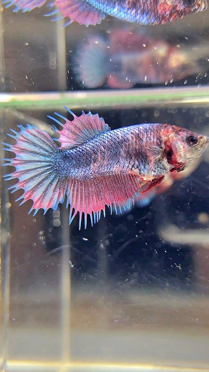 FEMALE CROWNTAIL DARK PURPLE FANCY BETTA FISH