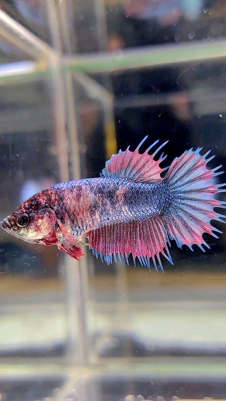 FEMALE CROWNTAIL DARK PURPLE FANCY BETTA FISH