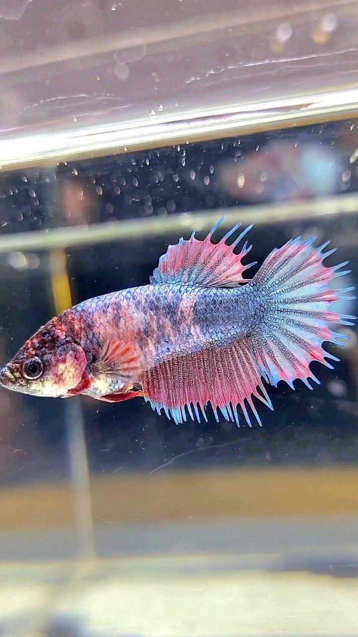 FEMALE CROWNTAIL DARK PURPLE FANCY BETTA FISH