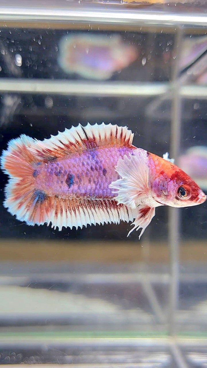 FEMALE PLAKAT DOUBLE TAIL DUMBO EAR CANDY MULTICOLOR BETTA FISH