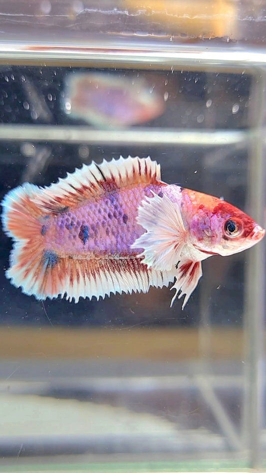 FEMALE PLAKAT DOUBLE TAIL DUMBO EAR CANDY MULTICOLOR BETTA FISH