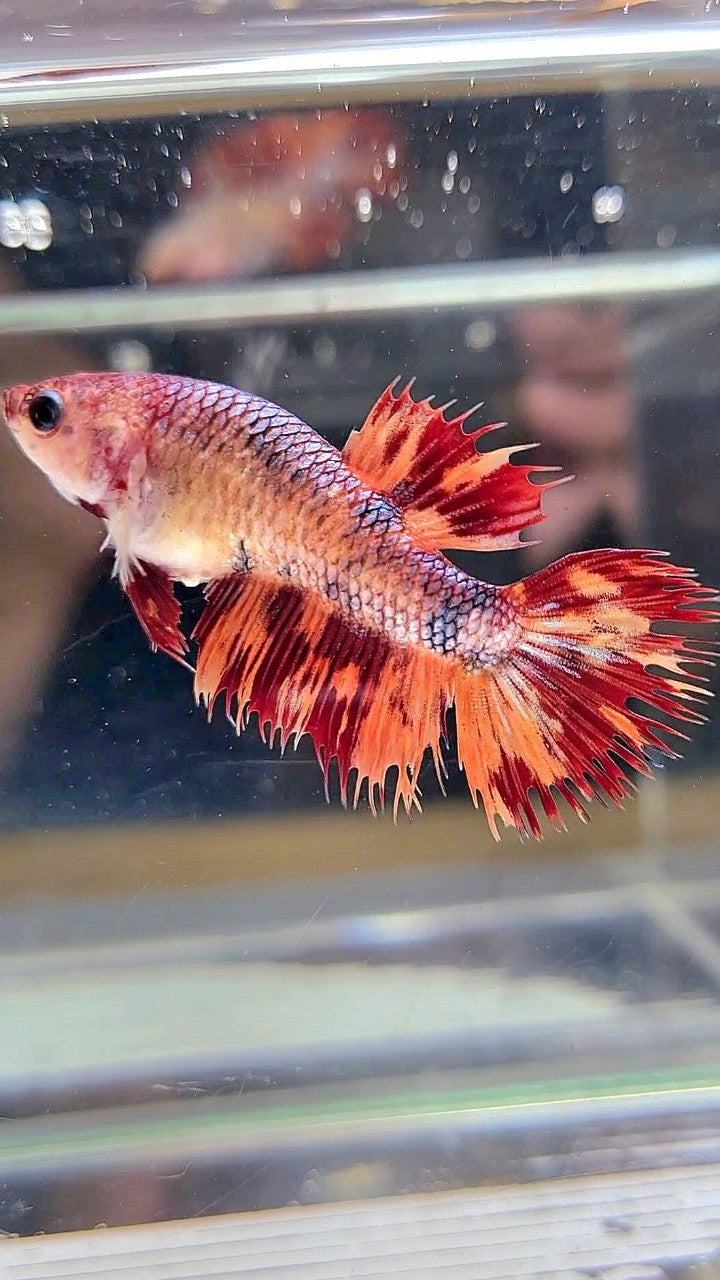 FEMALE CROWNTAIL LEOPARD FIRE MULTICOLOR BETTA FISH