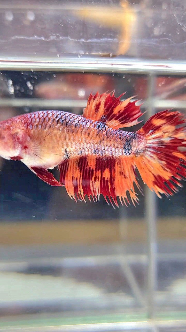 FEMALE CROWNTAIL LEOPARD FIRE MULTICOLOR BETTA FISH