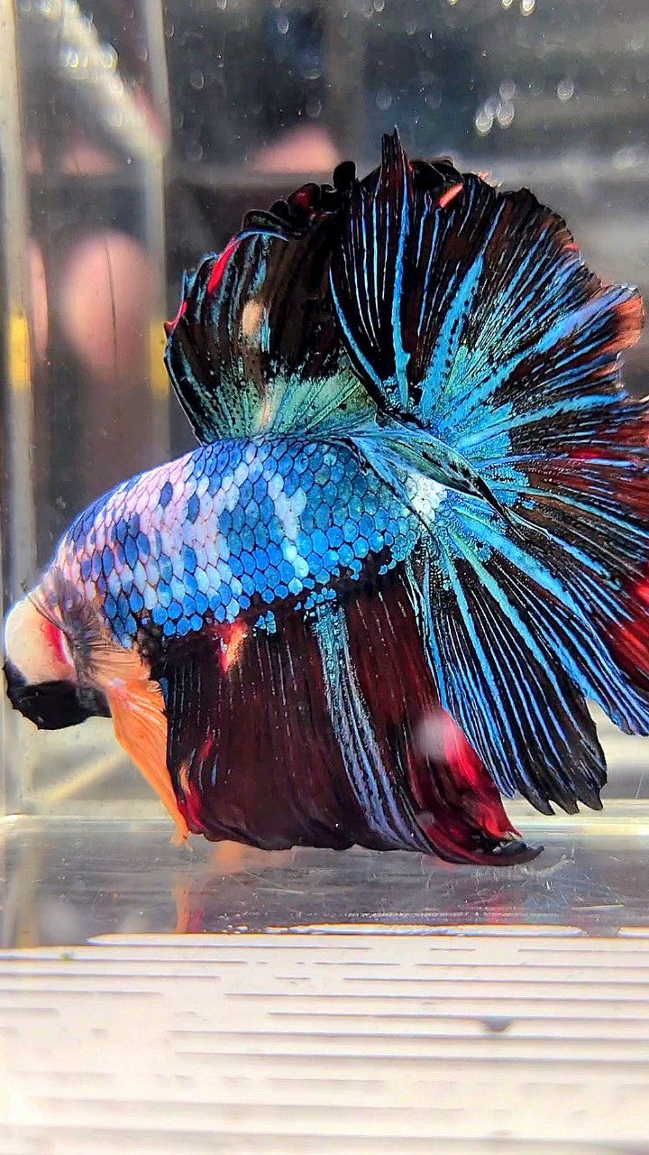 XL HALFMOON ROSETAIL BLUE BLACK FANCY MULTICOLOR BETTA FISH