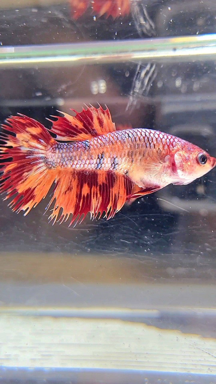 FEMALE CROWNTAIL LEOPARD FIRE MULTICOLOR BETTA FISH