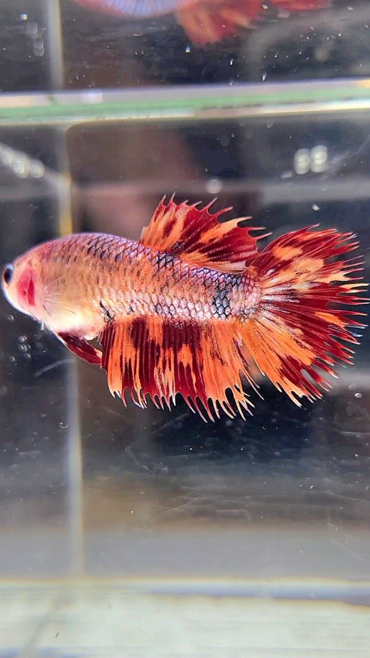 FEMALE CROWNTAIL LEOPARD FIRE MULTICOLOR BETTA FISH