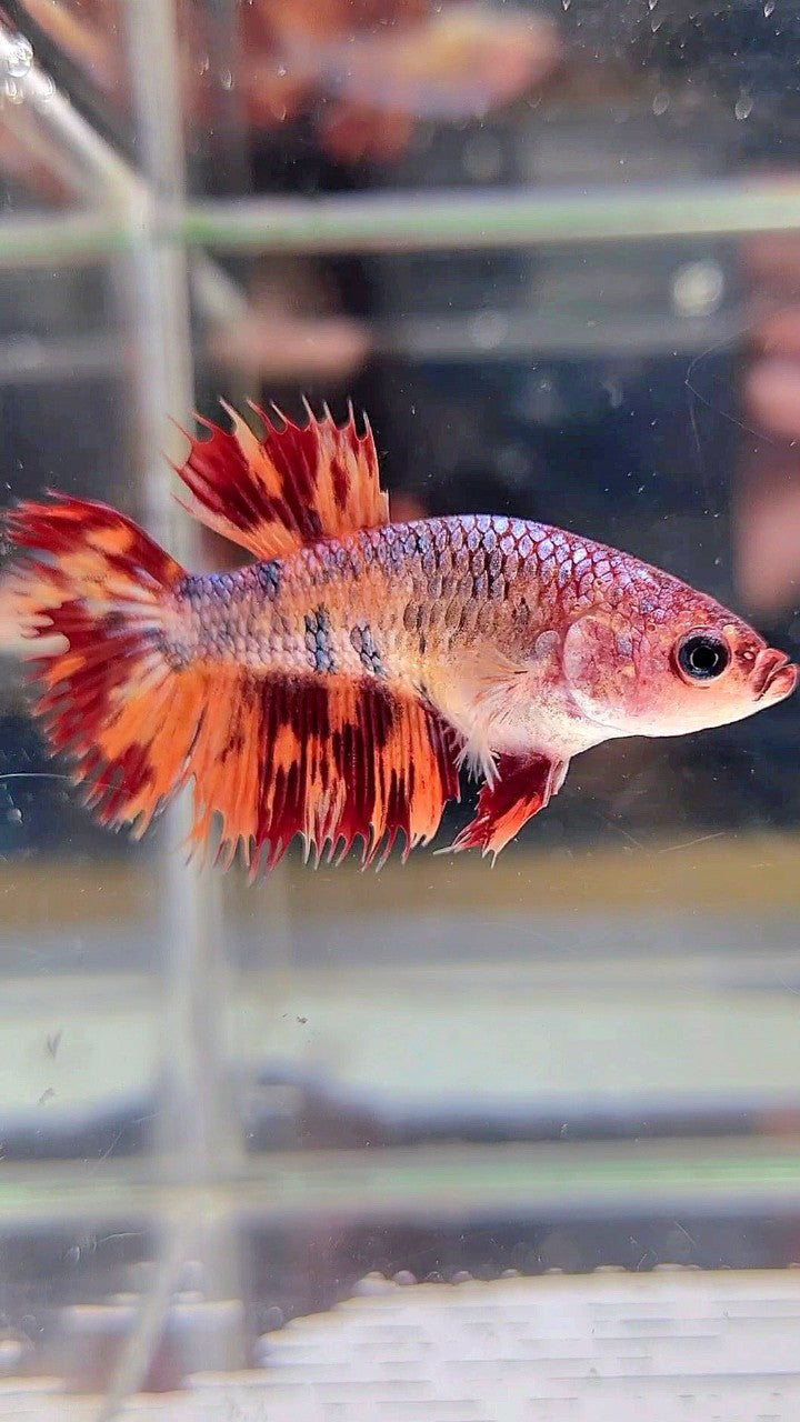 FEMALE CROWNTAIL LEOPARD FIRE MULTICOLOR BETTA FISH