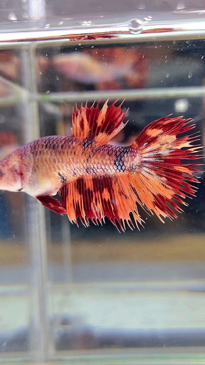 FEMALE CROWNTAIL LEOPARD FIRE MULTICOLOR BETTA FISH