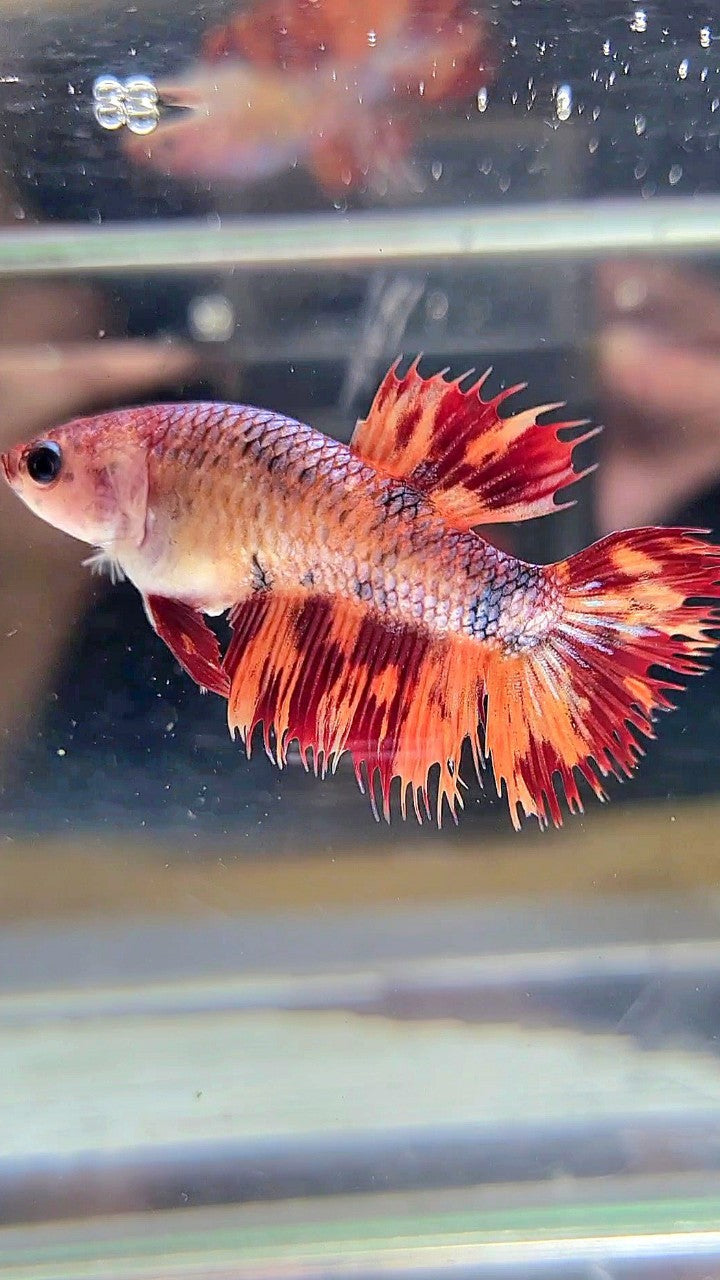 FEMALE CROWNTAIL LEOPARD FIRE MULTICOLOR BETTA FISH