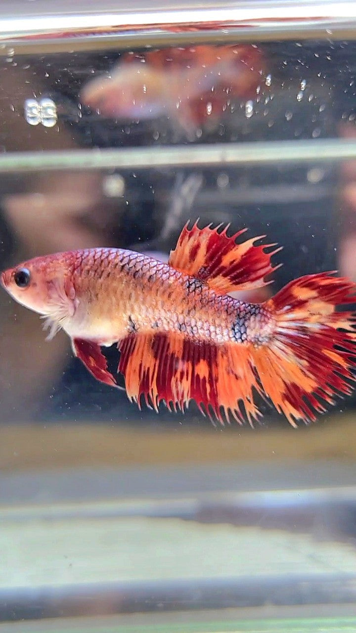 FEMALE CROWNTAIL LEOPARD FIRE MULTICOLOR BETTA FISH