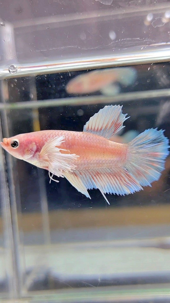 FEMALE HALFMOON DUMBO EAR WHITE BETTA FISH