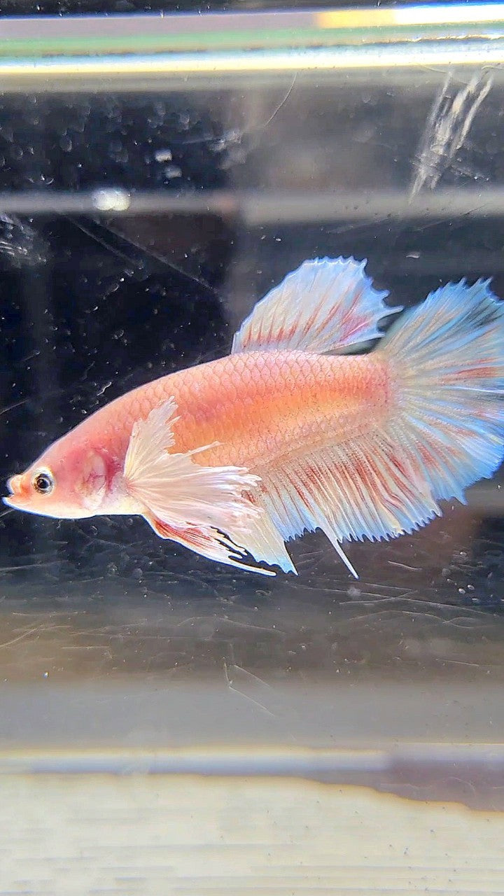 FEMALE HALFMOON DUMBO EAR WHITE BETTA FISH