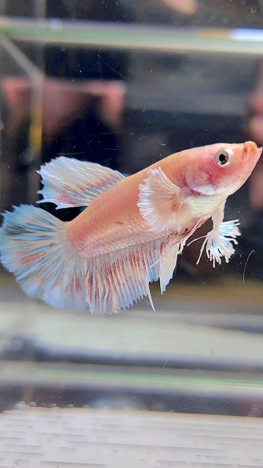 FEMALE HALFMOON DUMBO EAR WHITE BETTA FISH