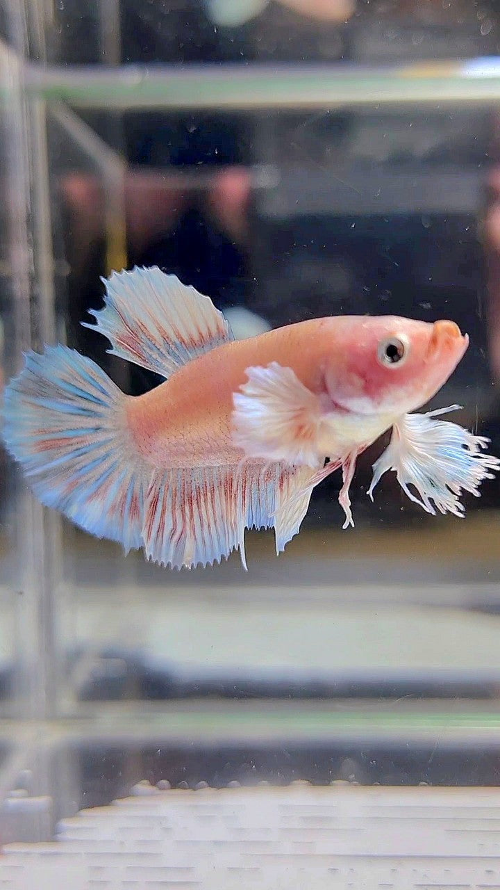 FEMALE HALFMOON DUMBO EAR WHITE BETTA FISH