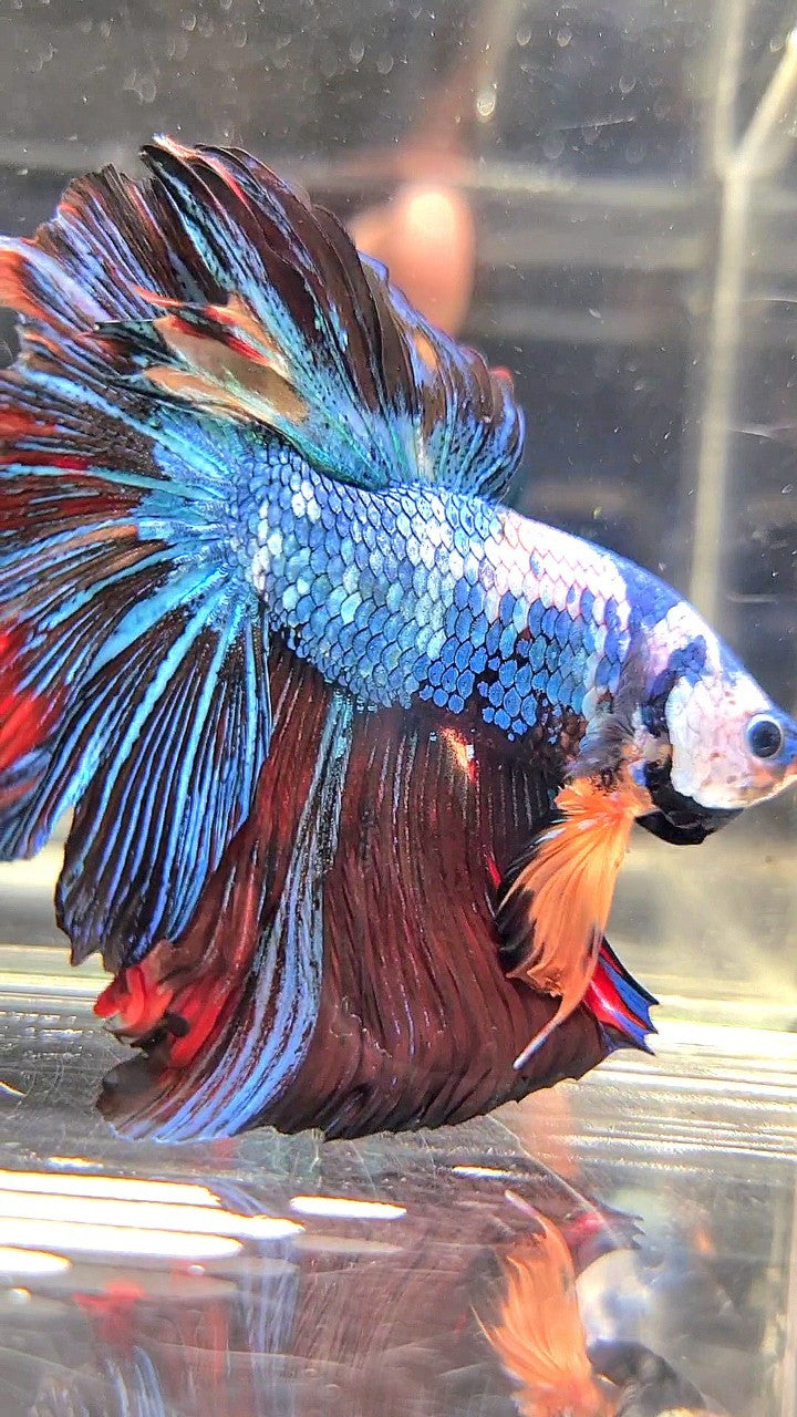 XL HALFMOON ROSETAIL BLUE BLACK FANCY MULTICOLOR BETTA FISH