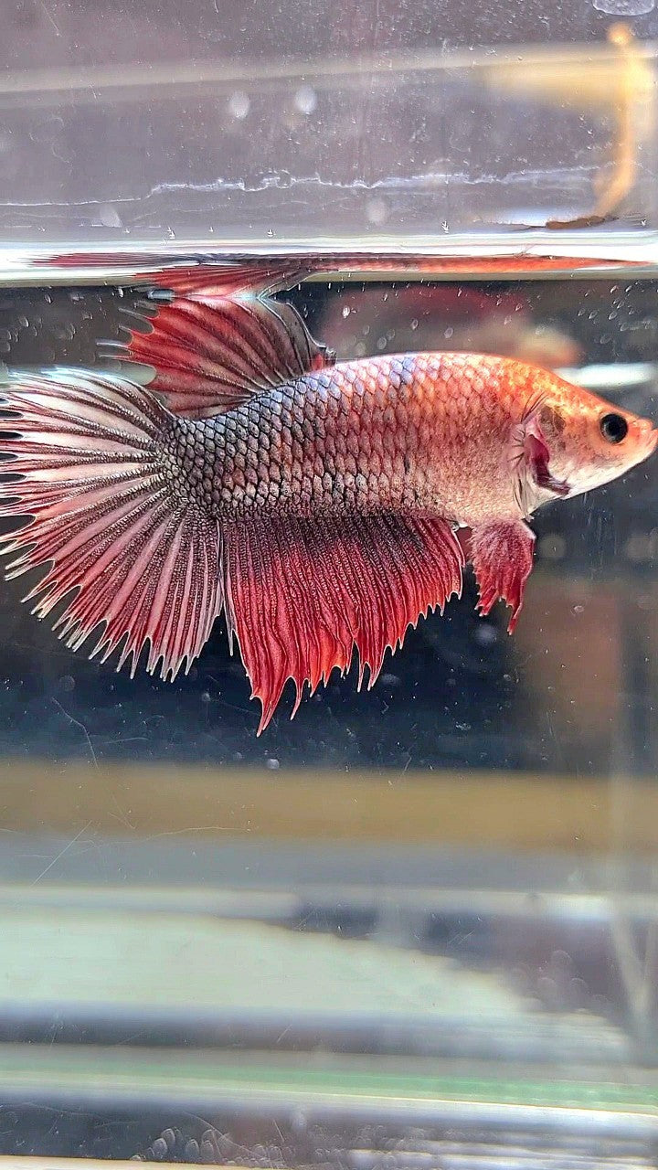 XL FEMALE CROWNTAIL HALFMOON COPPER RED BETTA FISH