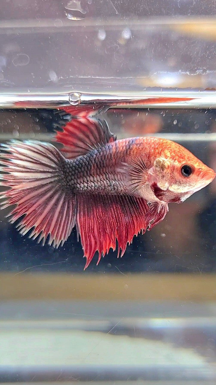 XL FEMALE CROWNTAIL HALFMOON COPPER RED BETTA FISH