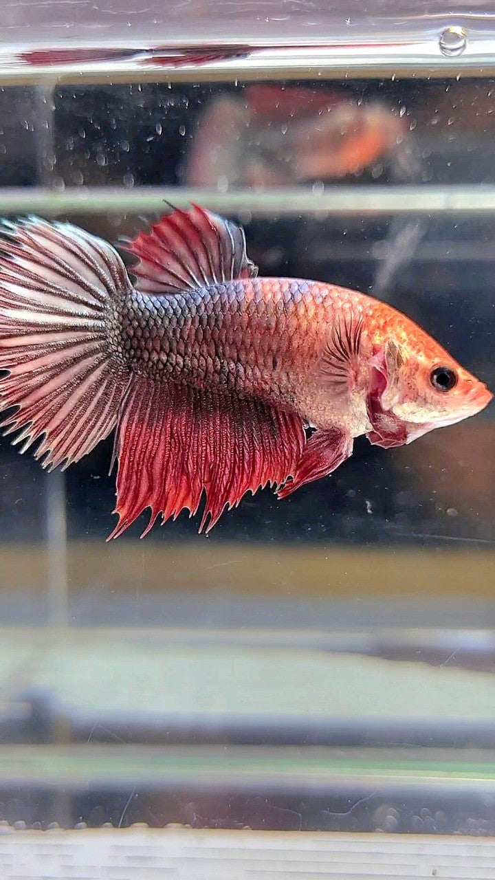 XL FEMALE CROWNTAIL HALFMOON COPPER RED BETTA FISH