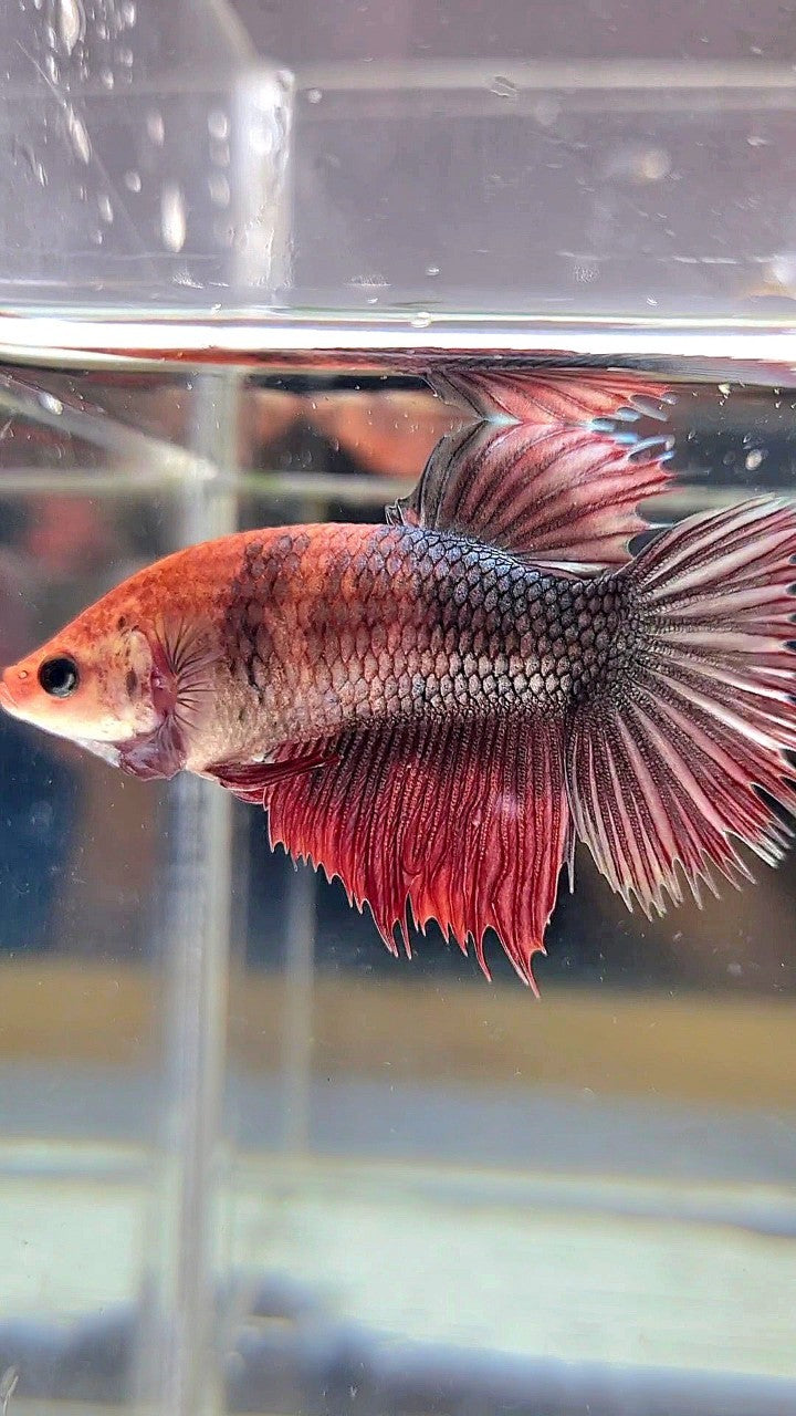 XL FEMALE CROWNTAIL HALFMOON COPPER RED BETTA FISH